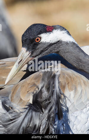 Crane, Grus grus, Kranich, Hornborga, Suède, au lissage Banque D'Images