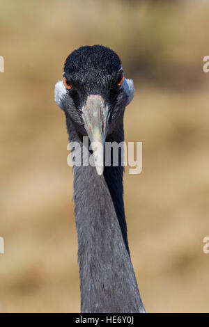 Crane, Grus grus, Kranich, Hornborga, Suède, tête frontale Banque D'Images