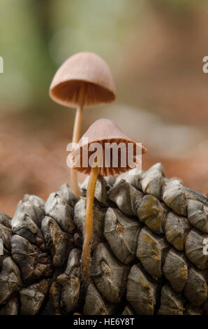 Mycena seynesii, cône de pin la culture des champignons dans la forêt, à l'Andalousie, espagne. Banque D'Images