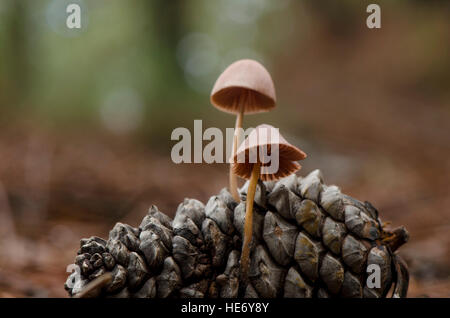 Mycena seynesii, cône de pin la culture des champignons dans la forêt, à l'Andalousie, espagne. Banque D'Images