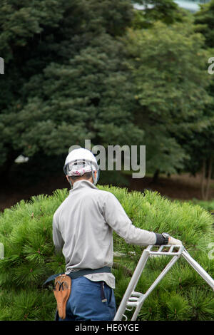 TOKYO, JAPON - 3 octobre, 2016 : personnes non identifiées ont fait l'élagage des pins à jardins Hamarikyu à Tokyo. C'est un parc public ouvert du 1er avril 194 Banque D'Images