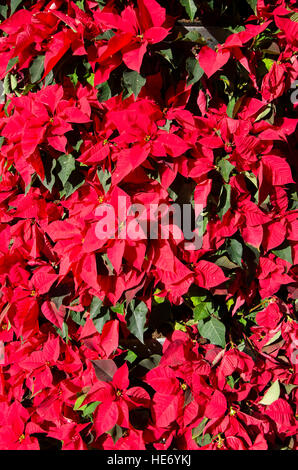 Close up of red poinsettia fleurs noël en paramètre. Banque D'Images