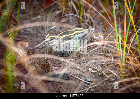 Jack snipe (Lymnocryptes minimus) - oiseaux des marais - très discret.bird est de se cacher. Évalué par les chasseurs avec chiens policiers Banque D'Images