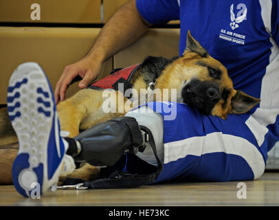 Kai, un chien de service, repose sur les genoux de sergent. O'Neill août durant une armée de l'air blessé, malade ou blessée warrior pratique volleyball assis au Joint Base Andrews West centre de remise en forme, le 18 novembre. O'Neill, un pararescueman, a été blessé en juillet 2011 au cours d'un déploiement en Afghanistan. Tech. Le Sgt. Brian Ferguson) Banque D'Images