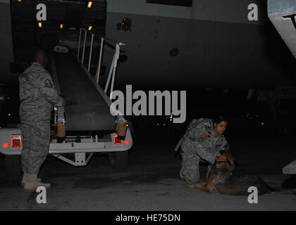 Le sergent de l'armée. Chantel Razack, conducteur de chien de travail militaire, ajuster le collier sur Pindo, chien de travail militaire de l'armée, en attendant ses bagages à une base aérienne en Asie du Sud-Ouest, le 24 janvier. Le Sgt. Razack et Pindo sont tous deux de Fort Gordon, Ga et travaillent ensemble depuis presque un an. Banque D'Images