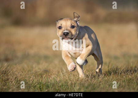 Chiot de type Bulldog Banque D'Images