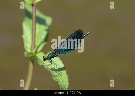 Belle Demoiselle, Calopteryx virgo Banque D'Images