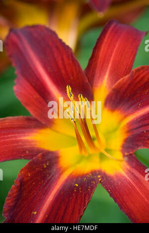 Hemerocallis flower close up. Banque D'Images