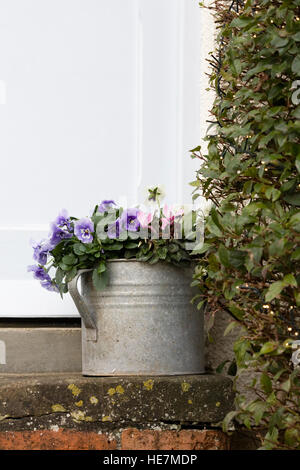 Pensées d'hiver et de cyclamen dans un vieux arrosoir. Banque D'Images