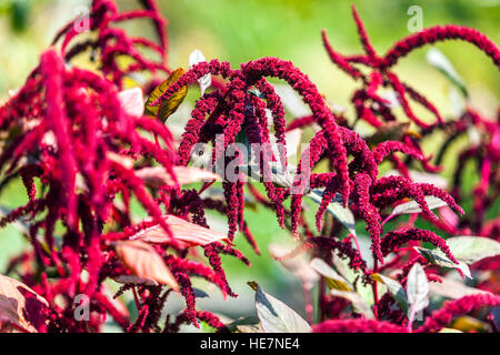 Amaranthus caudatus, amour-mensonges-saignant, pendentif amaranth ou fleur de pampille, jardin herbacé rouge amaranth août fleurs endurcis annuelles floraison Banque D'Images