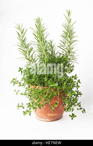 Thym et romarin frais les plantes qui poussent dans un pot en terre cuite, isolated on white Banque D'Images