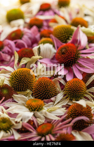 Image d'échinacée fraîche de séchage des fleurs dans une ombre. Banque D'Images