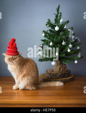 Chat persan wearing red hat Noël assis près de petit arbre de Noël avec visage triste Banque D'Images