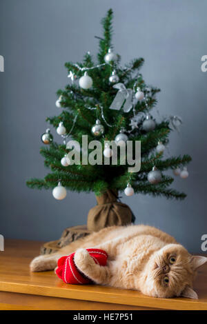 Chat drôle jouer sous arbre de Noël. Selective focus Banque D'Images