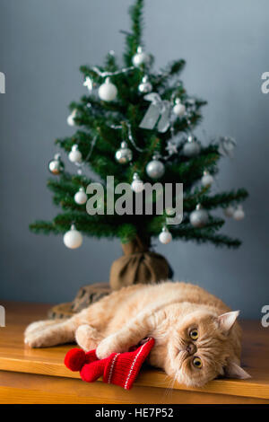 Chat drôle jouer sous arbre de Noël. Selective focus Banque D'Images