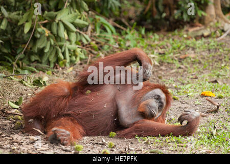 Orangutan sauvage de Bornean (Pongo pygmaeus) Se reposer au sol au Camp Leakey Banque D'Images
