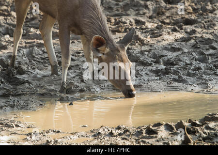 La vie sauvage autour d'étang dans le parc national de Ranthambhore au Rajasthan, Inde Banque D'Images