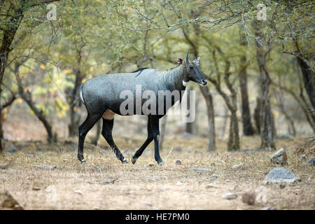 Le nilgai ou bull bleu est la plus grande antilope d'Asie dans l'habitat naturel Banque D'Images