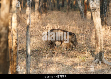 Le sanglier (Sus scrofa cristatus), également connu sous le nom de Moupin cochon est une sous-espèce de sanglier sauvage originaire de l'Inde Banque D'Images