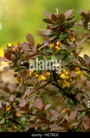 Berberis thunbergii Crimson fleurs Pygmée Banque D'Images