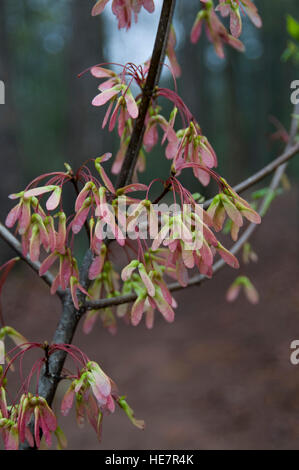 Graines d'érable rouge,Samara, (Acer rubrum) sur branche d'arbre, Banque D'Images