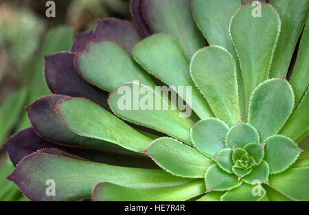 Aeonium arboreum Banque D'Images