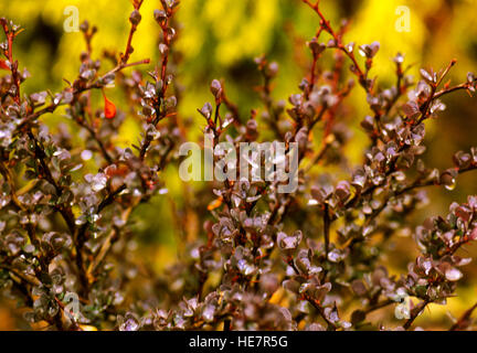 Berberis thunbergii . Crimson Pygmy, feuillage, Banque D'Images