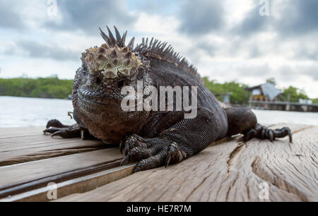 Un grand soleil Iguane noir sur un quai en bois. Banque D'Images