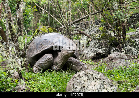 Une grande tortue (tortue) dans la forêt humide des Galapagos. Banque D'Images