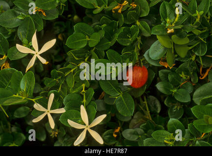 Carissa macrocarpa, prune, Natal Banque D'Images