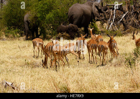 Impala, l'un des plus beaux de l'Afrique de l'antilope, la plupart peu dainty errent près de l'eau avec d'autres animaux sauvages Banque D'Images