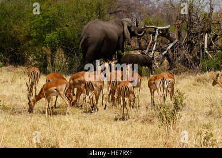 Impala, l'un des plus beaux de l'Afrique de l'antilope, la plupart peu dainty errent près de l'eau avec d'autres animaux sauvages Banque D'Images