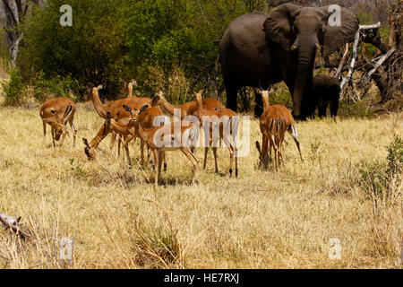 Impala, l'un des plus beaux de l'Afrique de l'antilope, la plupart peu dainty errent près de l'eau avec d'autres animaux sauvages Banque D'Images