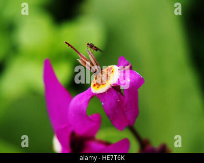 Dodecatheon trandafirilor en pleine floraison Banque D'Images