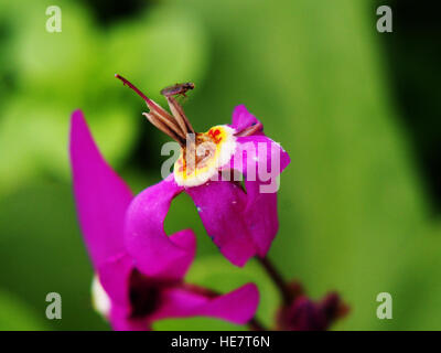 Dodecatheon trandafirilor en pleine floraison Banque D'Images