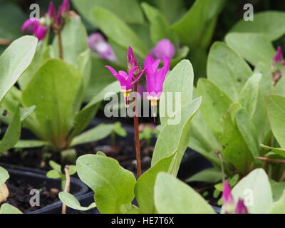 Dodecatheon trandafirilor en pleine floraison Banque D'Images