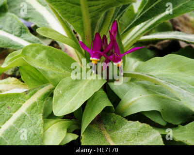 Dodecatheon trandafirilor en pleine floraison Banque D'Images