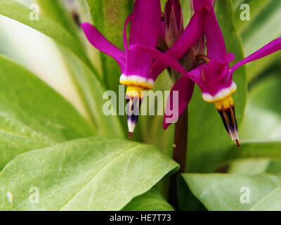 Dodecatheon trandafirilor en pleine floraison Banque D'Images