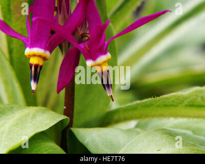 Dodecatheon trandafirilor en pleine floraison Banque D'Images