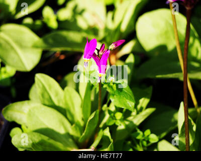 Dodecatheon trandafirilor en pleine floraison Banque D'Images