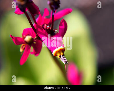 Dodecatheon trandafirilor en pleine floraison Banque D'Images