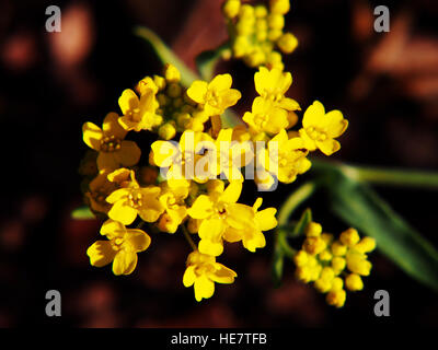 Autinia saxatilis - Alyssum saxatile - Panier de dieu Madwort Goldentuft Rock - - - libre Banque D'Images