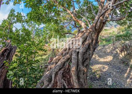 La direction générale de caroubier Banque D'Images