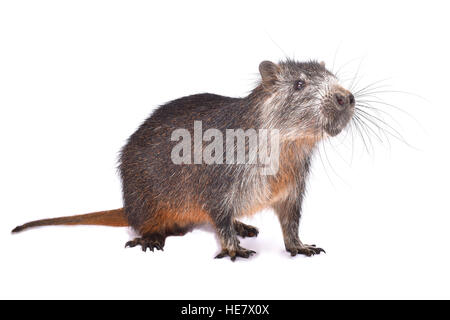 Capromys pilorides hutia de Cuba, Banque D'Images