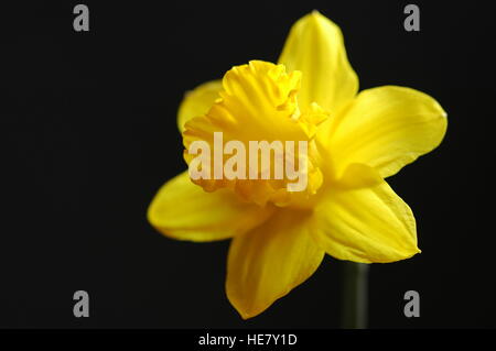 Jonquille jaune vif sur fond noir Banque D'Images