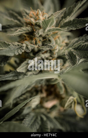 Le Cannabis, skunk, weed, issus de chez, dope, herbe, weed-super Banque D'Images