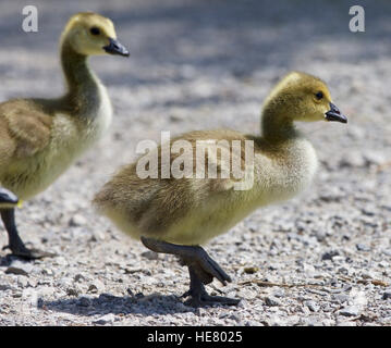Belle isolé photo de poussins de la bernache du Canada en se promenant dans le domaine Banque D'Images