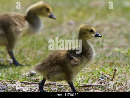 Belle isolé photo de poussins de la bernache du Canada en se promenant dans le domaine Banque D'Images