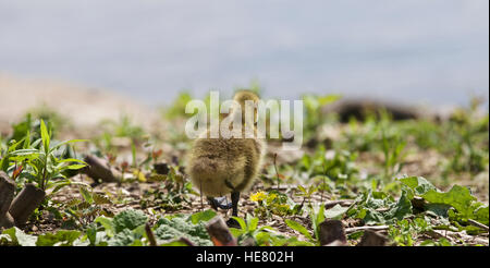 Belle isolé photo de poussins de la bernache du Canada en se promenant dans le domaine Banque D'Images