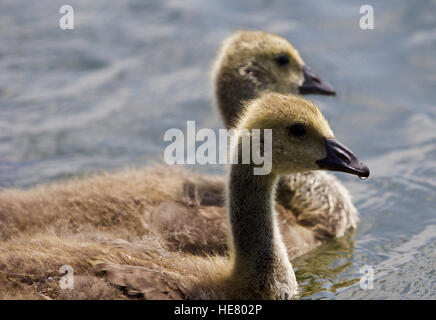Belle isolé photo de poussins de la bernache du Canada la baignade dans le lac Banque D'Images